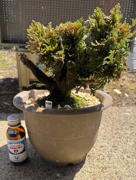【送料無料】30年物 岩松 イワヒバ 岩ヒバ 盆栽 山野草 高山植物 430