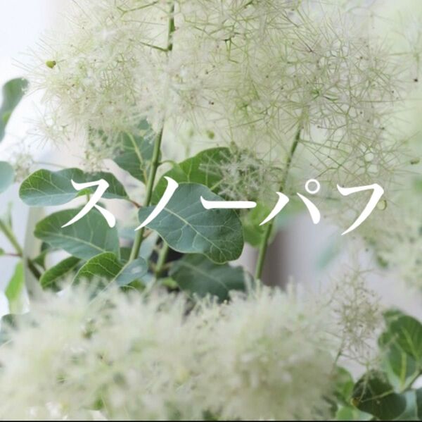 スモークツリー 苗 スノーパフ 苗木 雌株