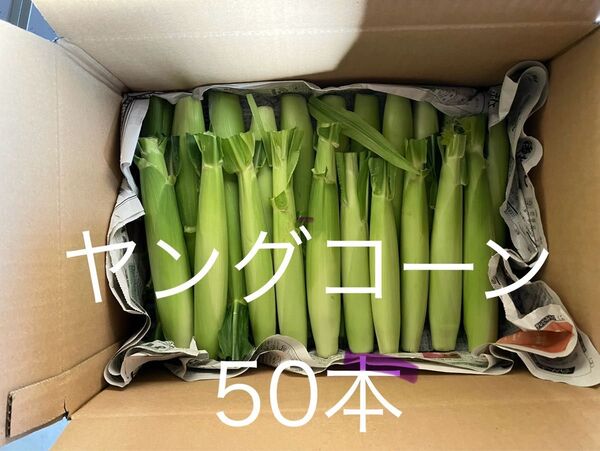 ヤングコーン 季節限定 50本 新鮮発送 愛媛県産