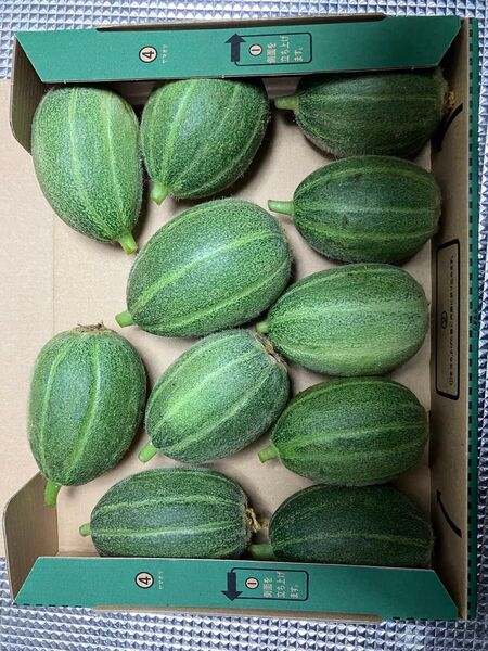 摘果 メロン 季節限定 1kg以上 愛媛県 周桑産
