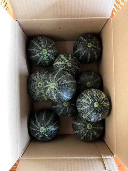 摘果 メロン 季節限定 4.5〜5kg(箱込み) 愛媛県 周桑産