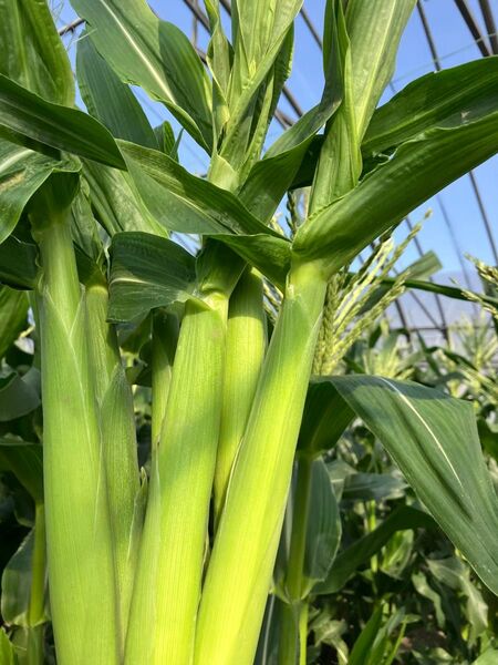 ヤングコーン 季節限定 12本 ポスト便 新鮮発送 愛媛県産
