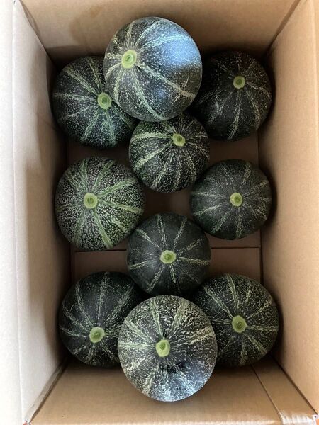 摘果 メロン 季節限定 4.5〜5kg 愛媛県 周桑産