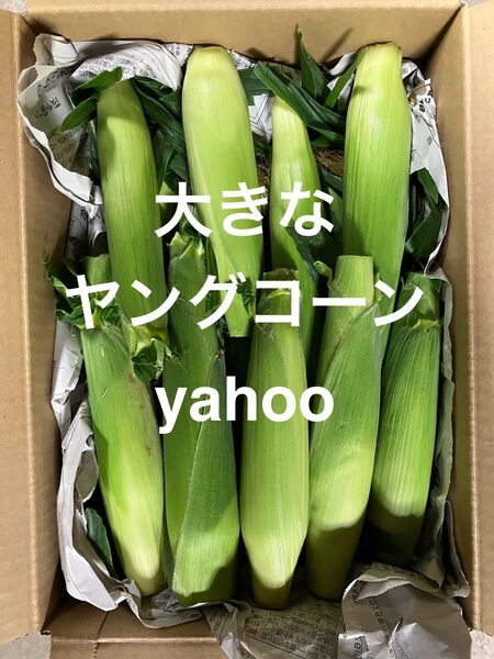 ヤングコーン 季節限定 25本(4〜5kg) 新鮮発送 愛媛県産