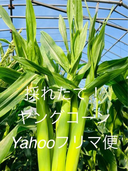 ヤングコーン 季節限定 10本 ポスト便 新鮮発送 愛媛県産