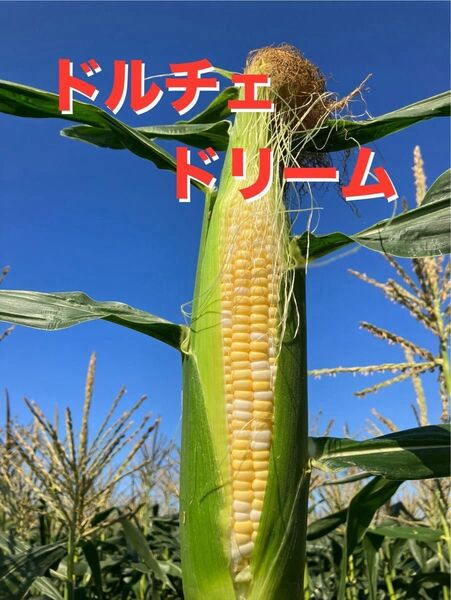 あまーい スイートコーン 人気のバイカラー ドルチェドリーム 4〜5kg(箱込) 愛媛県産
