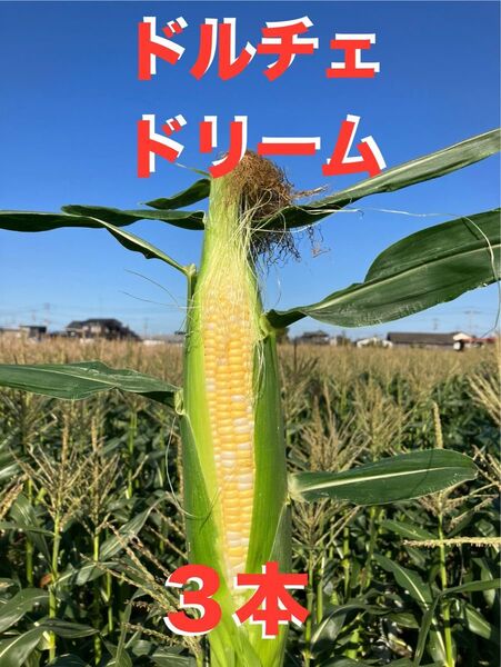 あまーい スイートコーン 人気のバイカラー ドルチェドリーム 3本 愛媛県産