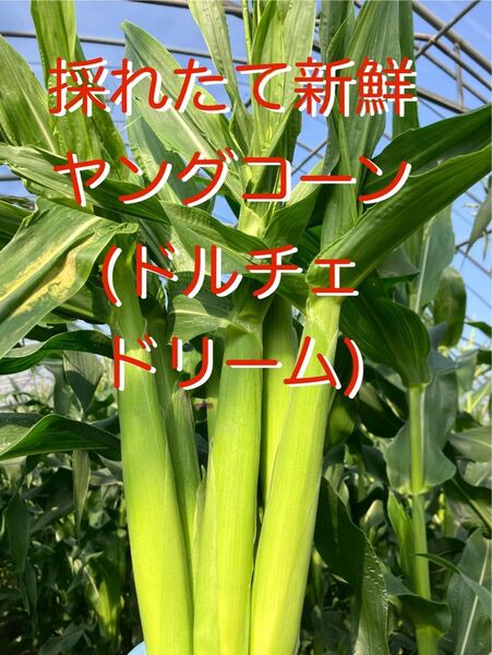 ヤングコーン 季節限定 50本(4〜5kg) 新鮮発送 愛媛県産