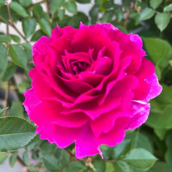 薔薇挿し木苗
