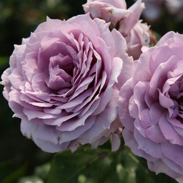 薔薇挿し木苗