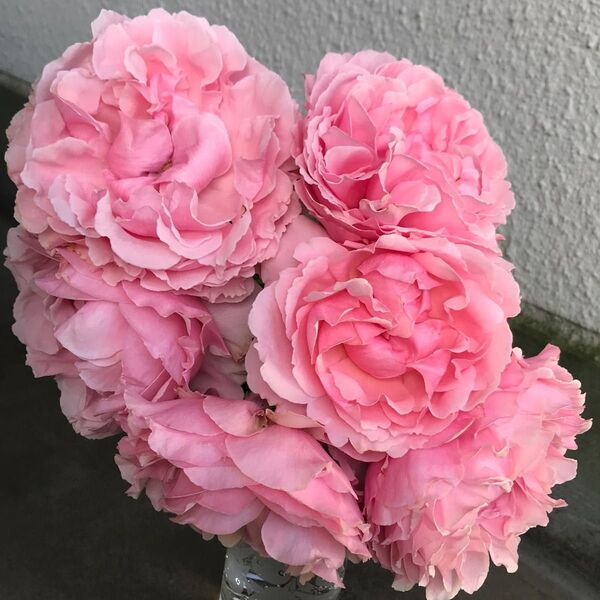 バラ苗 切り花品種 巻きが大変美しい