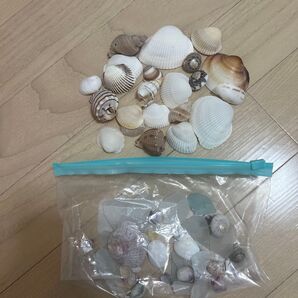 貝殻とシーグラス まとめ売り