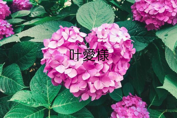 叶愛様