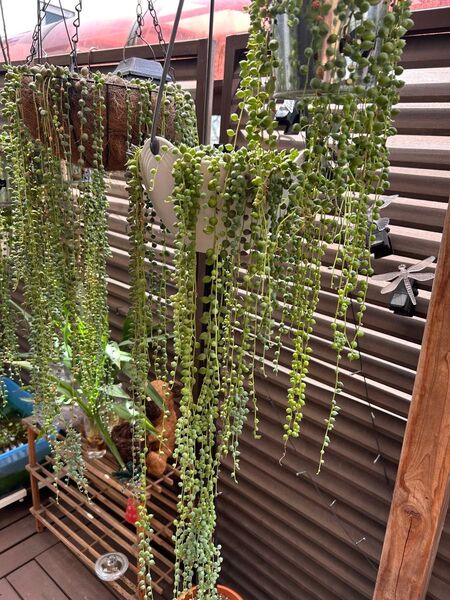 グリーンネックレス カット苗 多肉植物