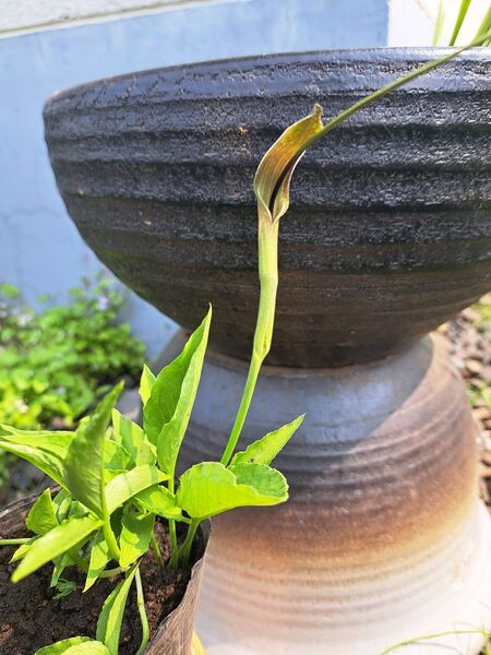 カラスビシャク 半夏 山野草 5球抜き苗 生薬
