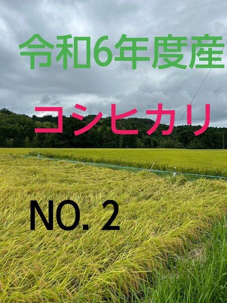 実家の米 令和6年度産コシヒカリ上白精米4.5㎏