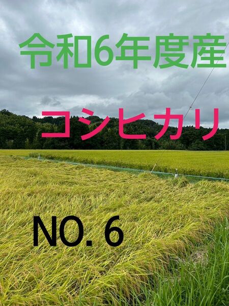 実家の米 令和6年度産コシヒカリ上白精米4.5㎏