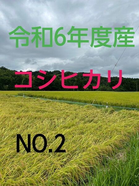 実家の米 令和6年度産コシヒカリ上白精米4.5㎏
