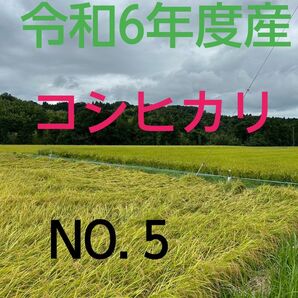 実家の米 令和6年度産コシヒカリ上白精米4.5㎏