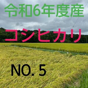 実家の米 令和6年度産コシヒカリ上白精米4.5㎏