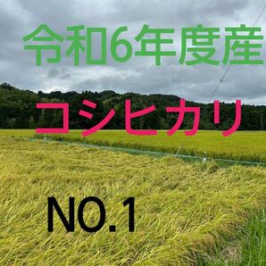 実家の米 令和6年度産コシヒカリ上白精米4.5㎏