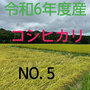 実家の米 令和6年度産コシヒカリ上白精米4.5㎏
