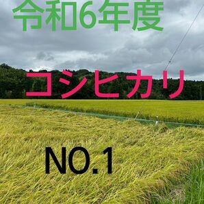 実家の米 令和6年度産コシヒカリ上白精米4.5㎏