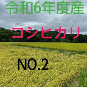 実家の米 令和6年度産コシヒカリ上白精米4.5㎏