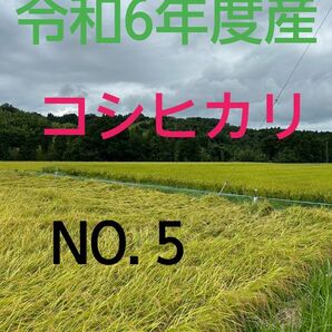 実家の米 令和6年度産コシヒカリ上白精米4.5㎏