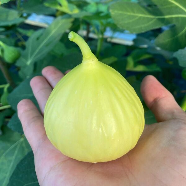Constantine de Algerie CDA 挿木苗 イチジク