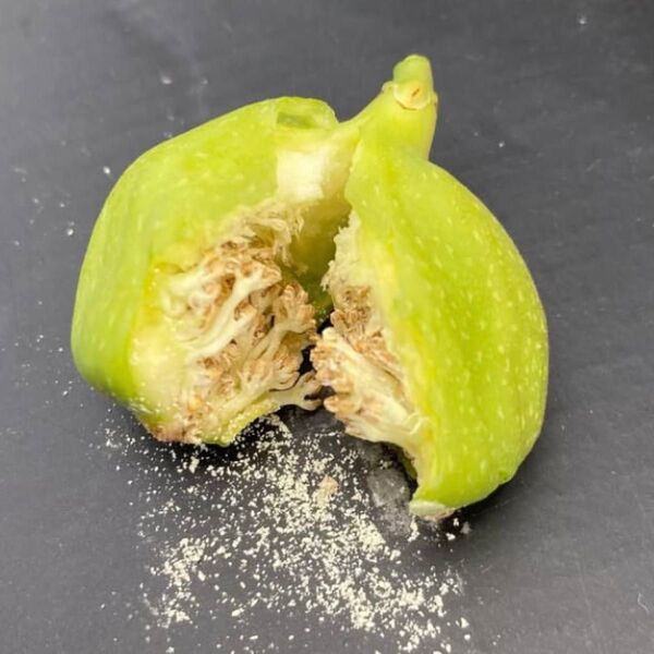 カプリフィグ カプリ種(管理番号:CN1)挿木苗 イチジク