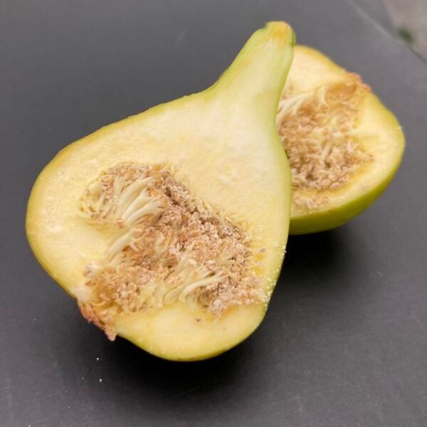 花粉が採れるイチジク カプリフィグ カプリ種 (管理番号:CN2)挿木苗