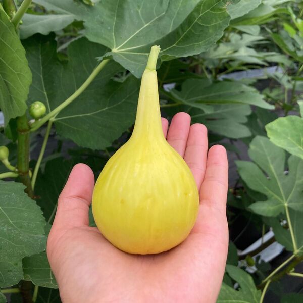 Yellow Long Neck イエローロングネック 挿木苗 イチジク