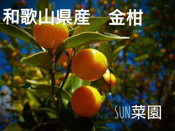 和歌山県産 きんかん ご家庭用 健康 美容 無農薬 金柑 減農薬 ジャムに 甘煮に 訳あり 1キロ