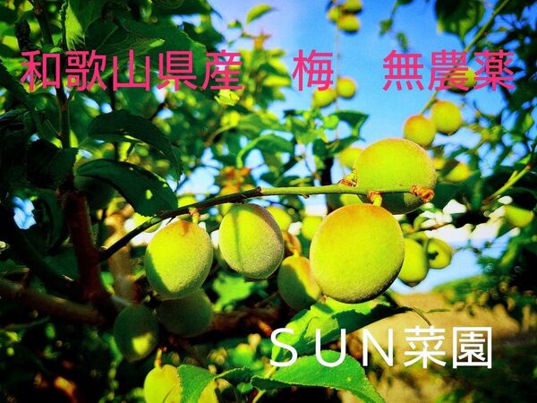 和歌山県産 南高梅 訳あり ご家庭用 減農薬 健康 美容 800グラム