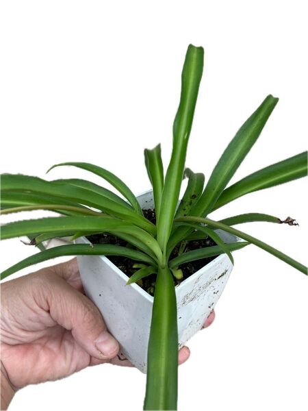 オリヅルラン 子株 無農薬
