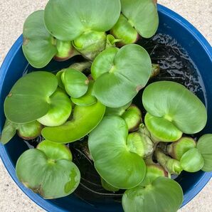 ミニホテイアオイ 水草 浮き草 メダカ 金魚 産卵床 無農薬