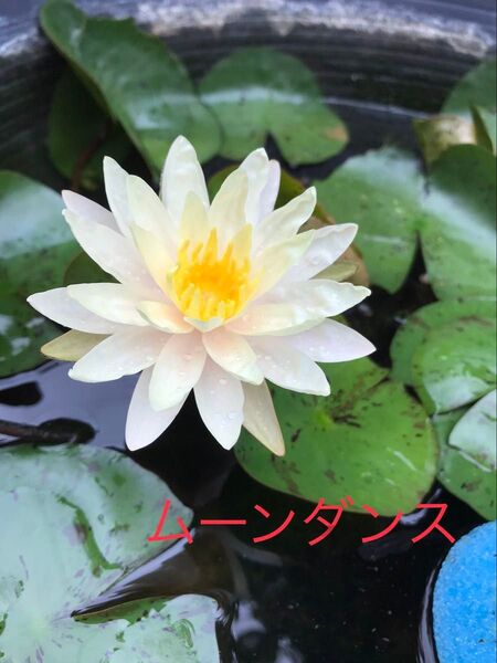 温帯スイレン 耐寒性睡蓮 スイレン ビオトープ 水生植物 苗