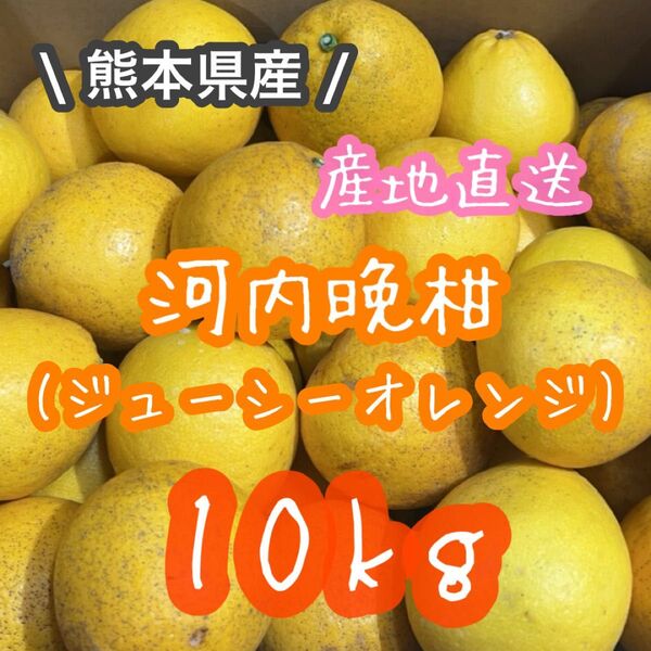 熊本県産◎訳あり!河内晩柑 ジューシーオレンジ 箱込み10kg(送料無料)