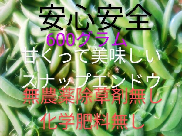 スナップエンドウ