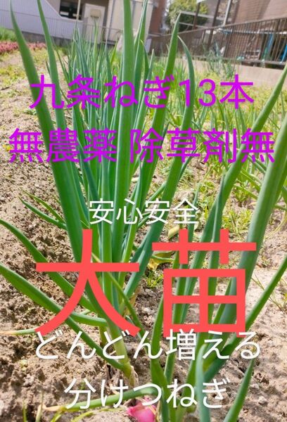 九条ねぎ苗