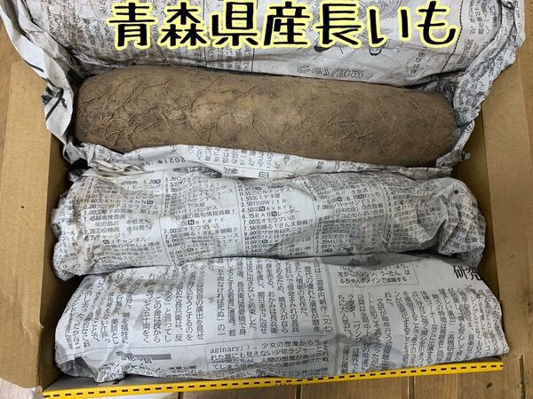 青森県産!土付き長芋 1.2キロ