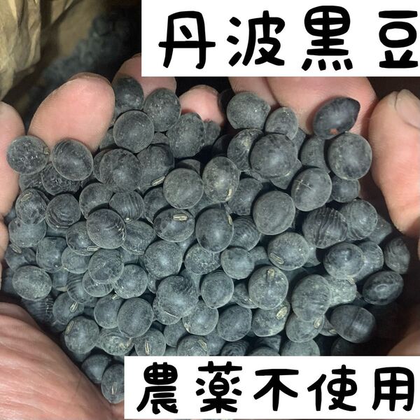 丹波黒豆 栽培期間中農薬不使用 種子としても蒔き時期です