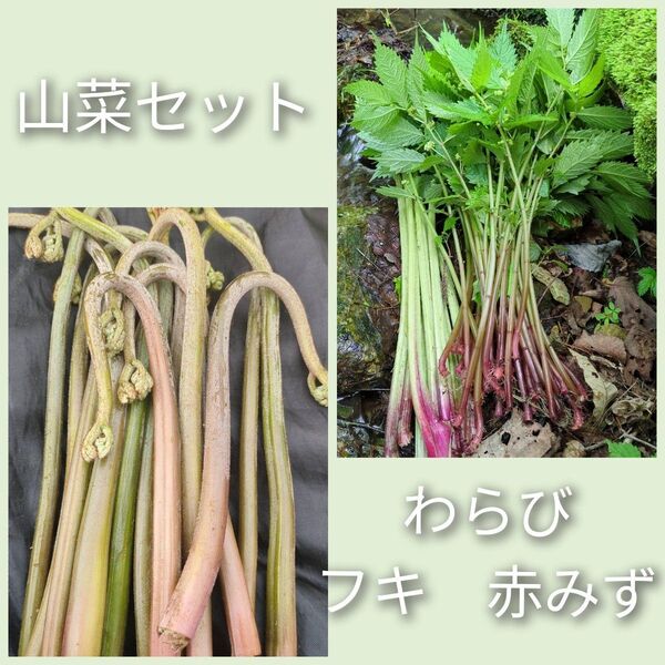 【山菜セット】わらび フキ 赤みず 天然 山菜 山わらび 山フキ ウワバミソウ 常温発送 ミズ 各800g