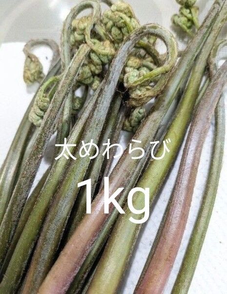 天然わらび 1kg 山わらび 山菜 太い わらび 生わらび
