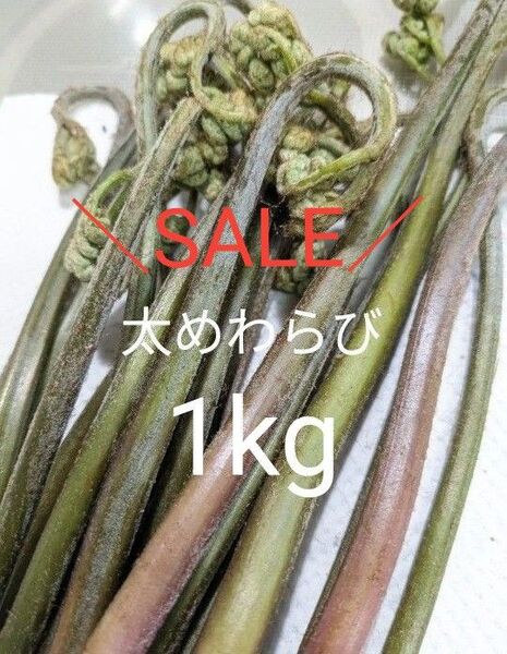 天然わらび 1kg 山わらび 山菜 太い わらび 生わらび 紫わらび ねばり やわらか