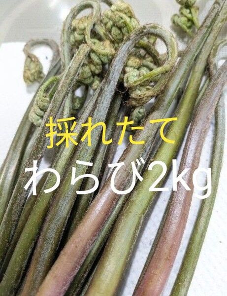2kg 天然わらび 山わらび 生わらび 山菜 わらび 2キロ 太め