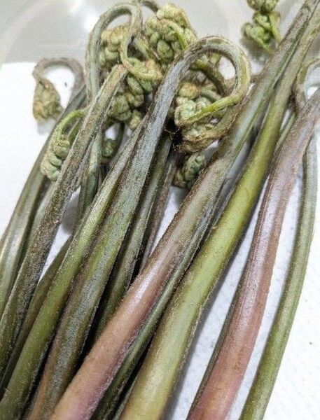 3kg 天然わらび 山わらび 生わらび 山菜 わらび 3キロ 太い