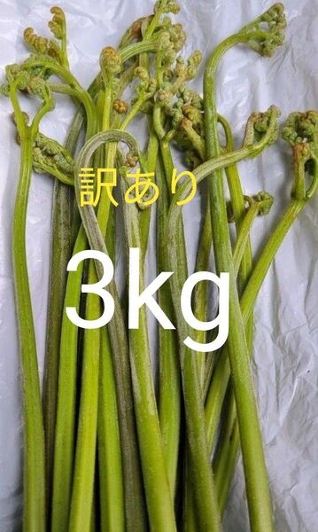 3kg 天然わらび 山わらび 生わらび 山菜 わらび 3キロ