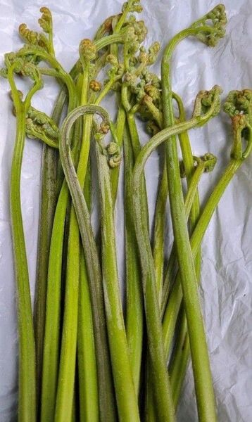 2kg 天然わらび 山わらび 生わらび 山菜 わらび 2キロ 太い